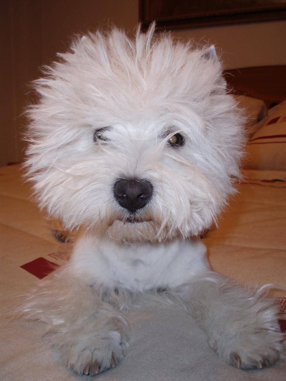 Brian_Westie con cabeza flor crisantemo