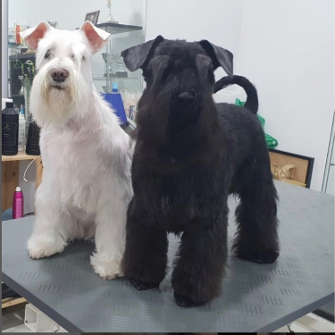 Dúo de schnauzers, blanco y negro